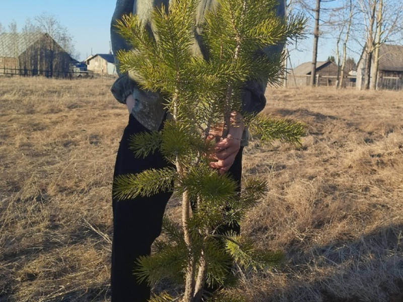 Всероссийский день посадки леса.